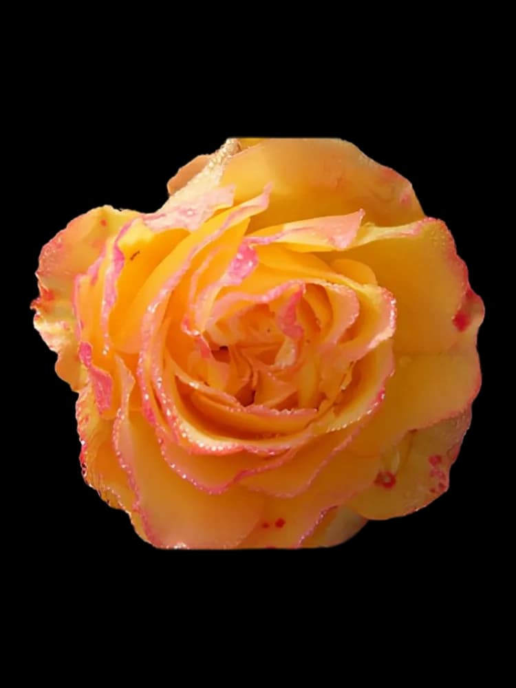 Gnosis for women